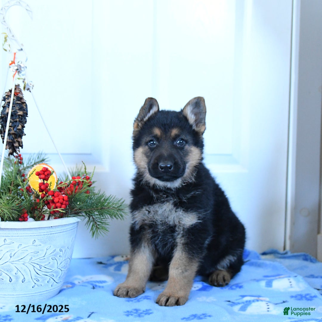 German Shepherd dogs for sale: Goose - Ad 2