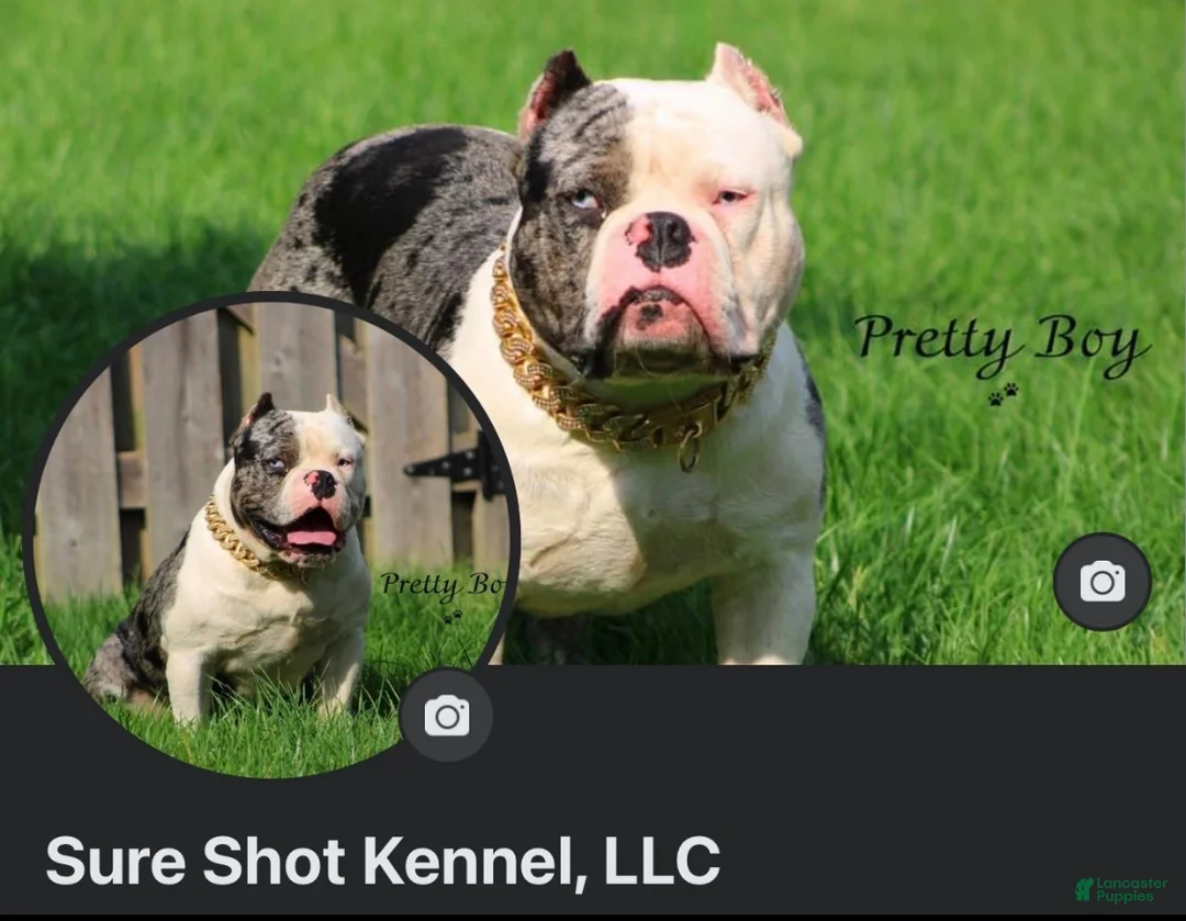 American Bully dogs for stud: Merle bully  - Ad 2