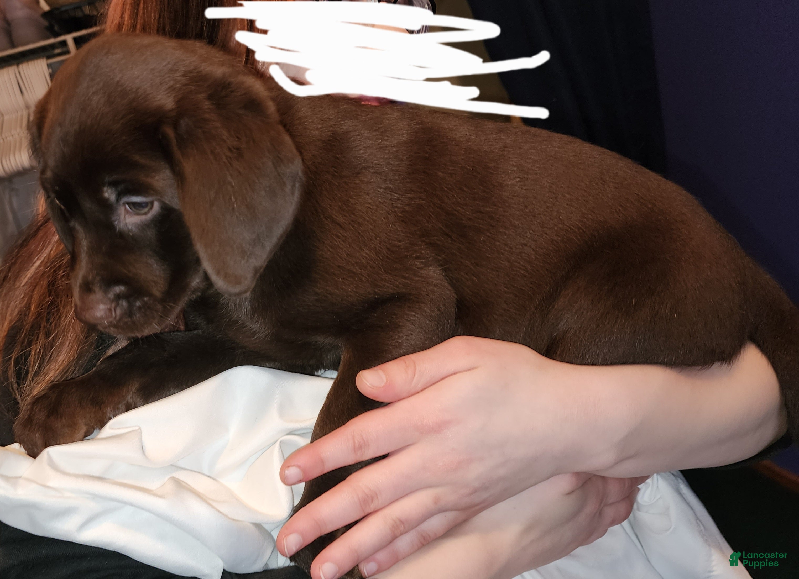 Labrador Retriever dogs Labrador Retriever Puppy "MAPLE" - Ad 14