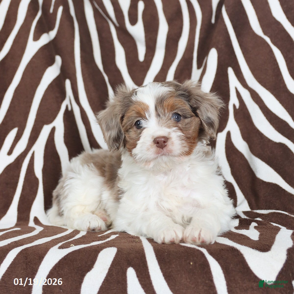 Cavapoo dogs Nico - Ad 22