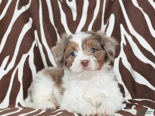 Cavapoo dogs Nico - Ad 41