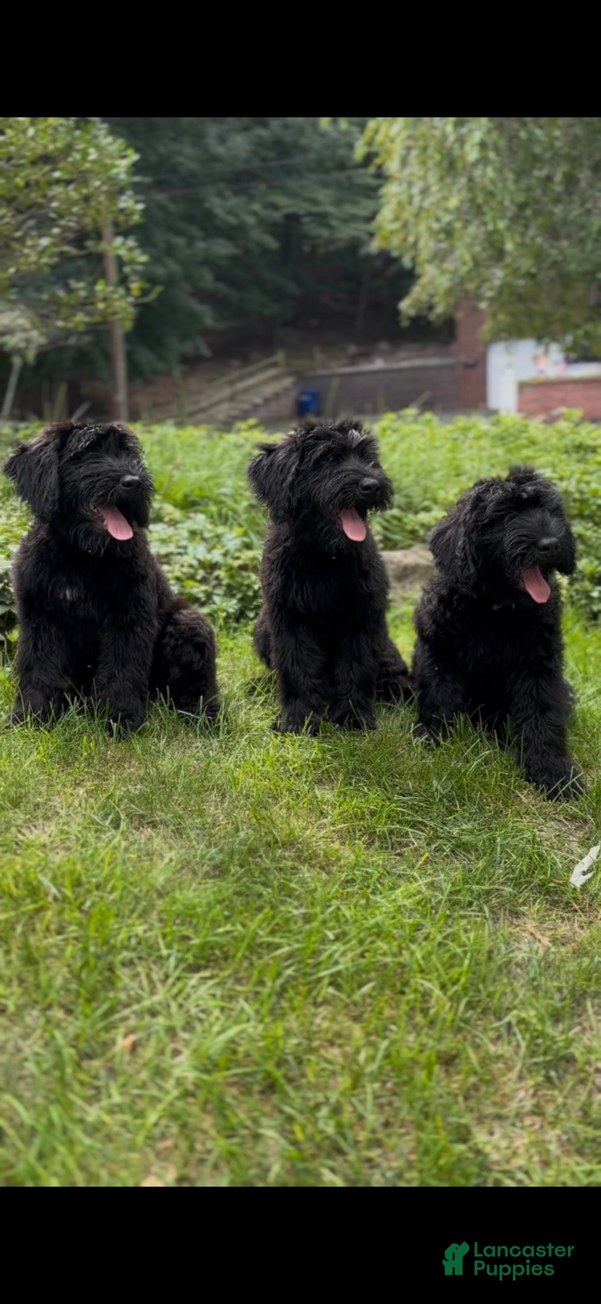 Giant Schnauzer dogs Grizzly - Ad 2