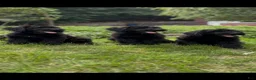 Giant Schnauzer dogs for sale: Grizzly - Ad 2