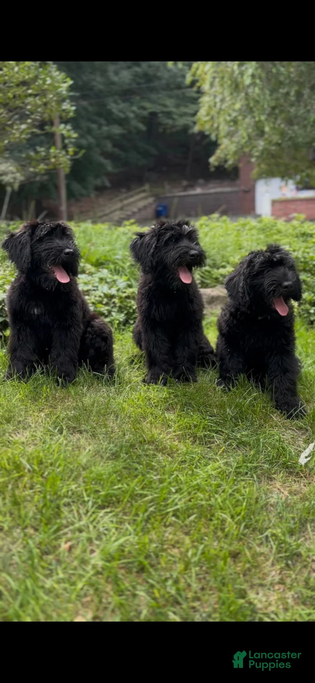 Giant Schnauzer dogs for sale: Grizzly - Ad 2