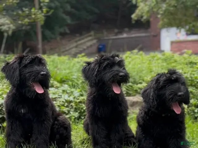 Giant Schnauzer dogs for sale: Grizzly - Ad 2