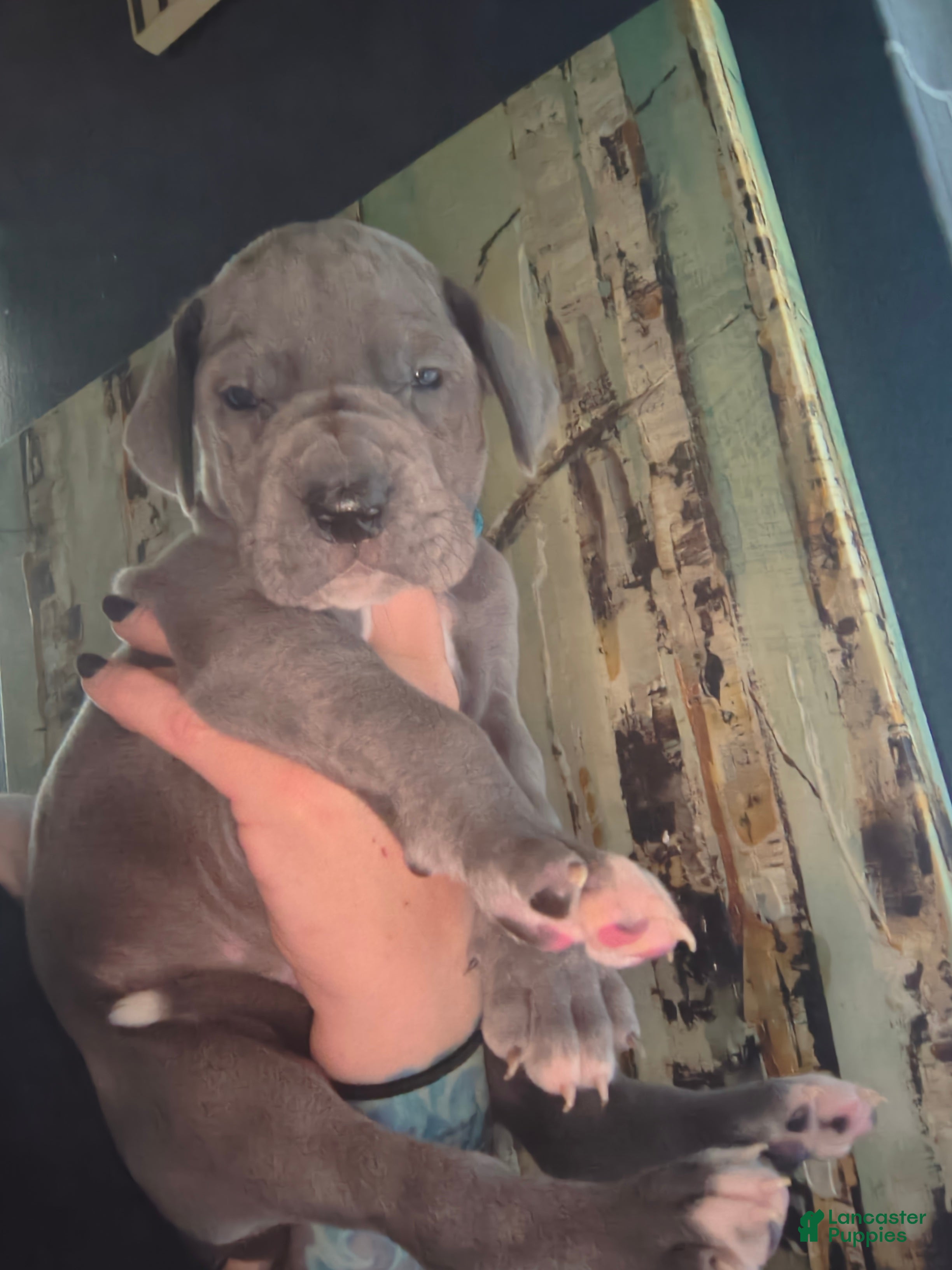 Great Dane dogs Blue  - Ad 42