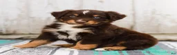 Australian Shepherd dogs for sale: Travis - Ad 4