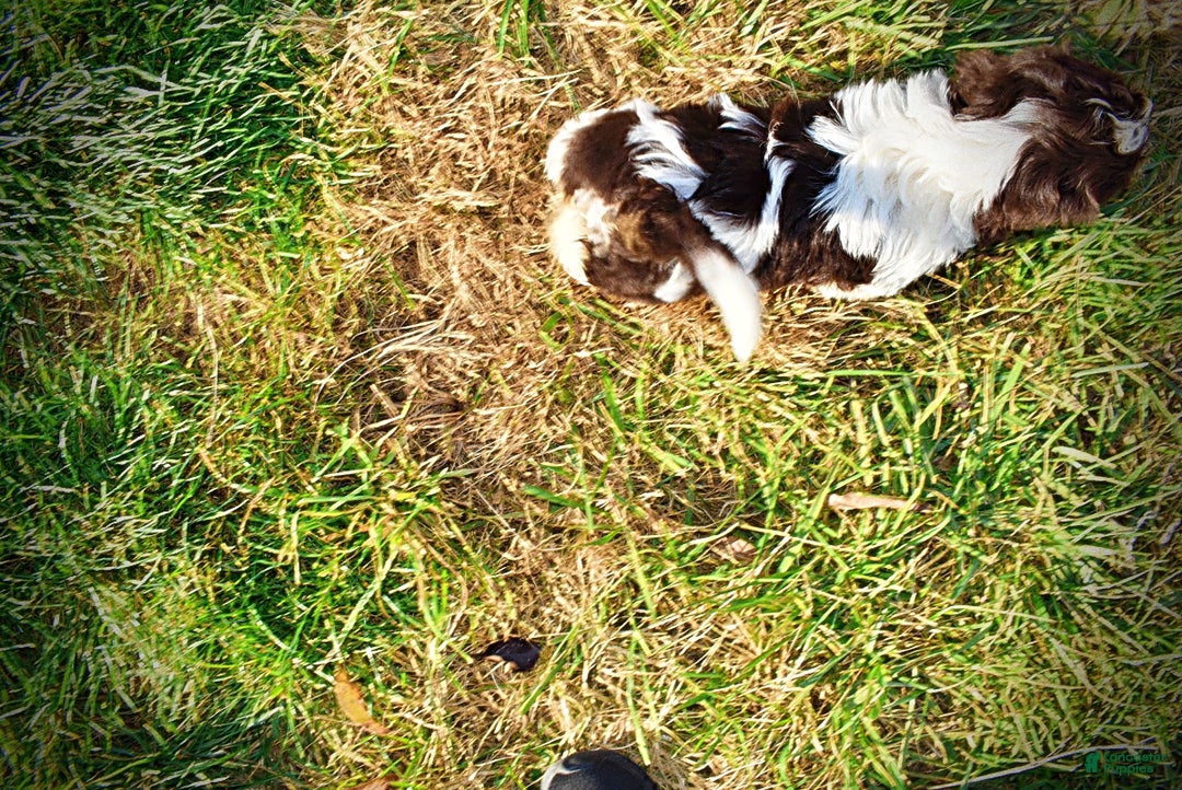 Havapoo dogs for sale: Precious - Ad 20