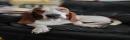 Basset Hound dogs for sale: Basset Hound 8 - Ad 7