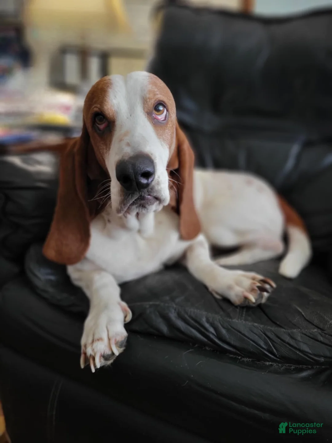 Basset Hound dogs for sale: Basset Hound 8 - Ad 7
