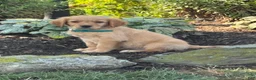 Golden Retriever dogs for sale: Kirk - Ad 3