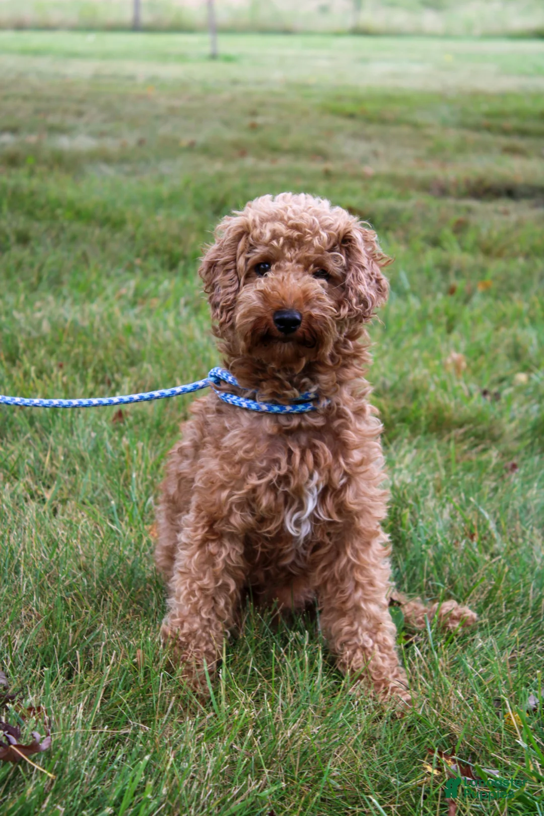 Miniature Poodle dogs for sale: Nadia  - Ad 7