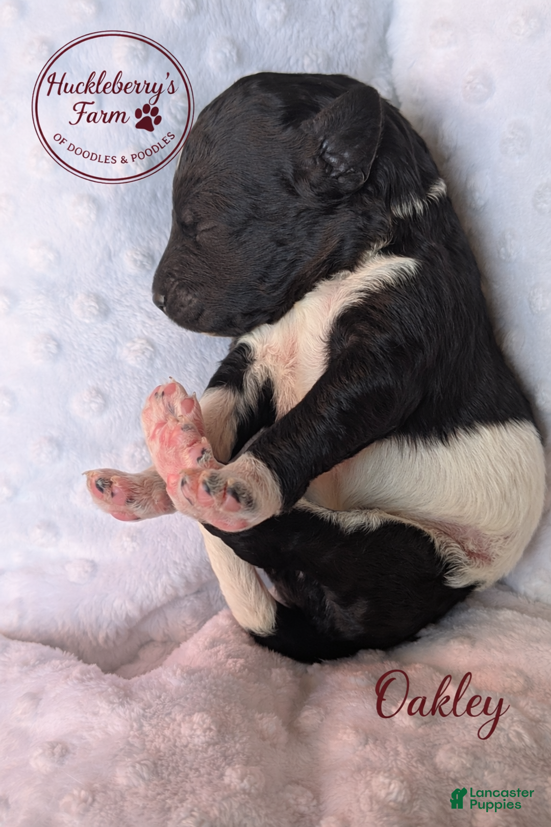 Goldendoodle dogs for sale: Oakley F1B  - Ad 1