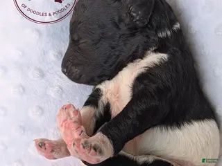 Goldendoodle dogs Oakley - Ad 16