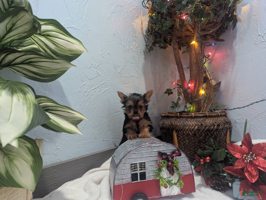 Yorkshire Terrier dogs for sale: Ziva - Ad 12