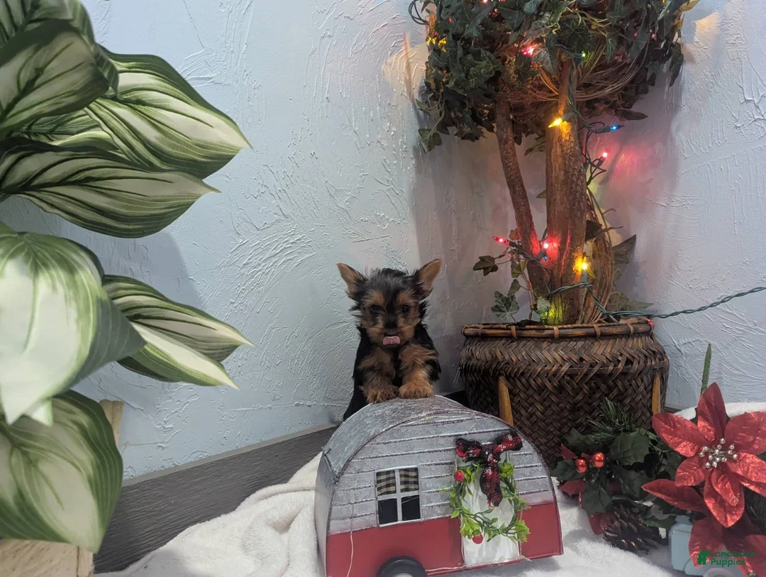 Yorkshire Terrier dogs for sale: Ziva - Ad 12