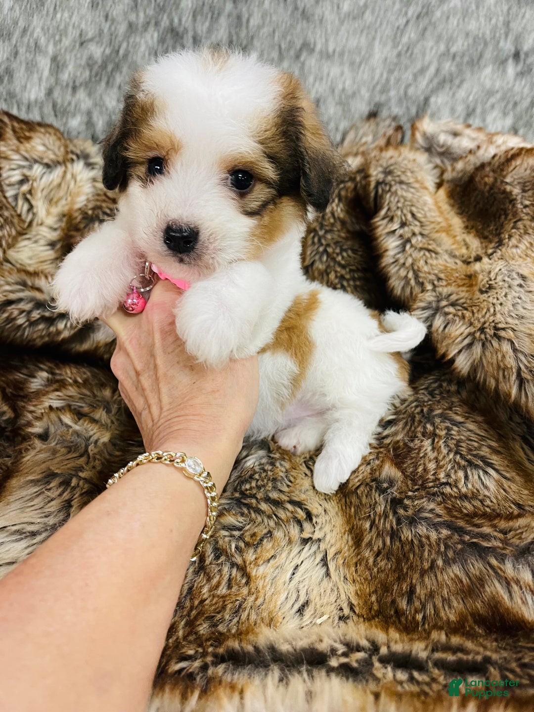 Mixed Breed dogs for sale: Snickerdoodle  - Ad 2