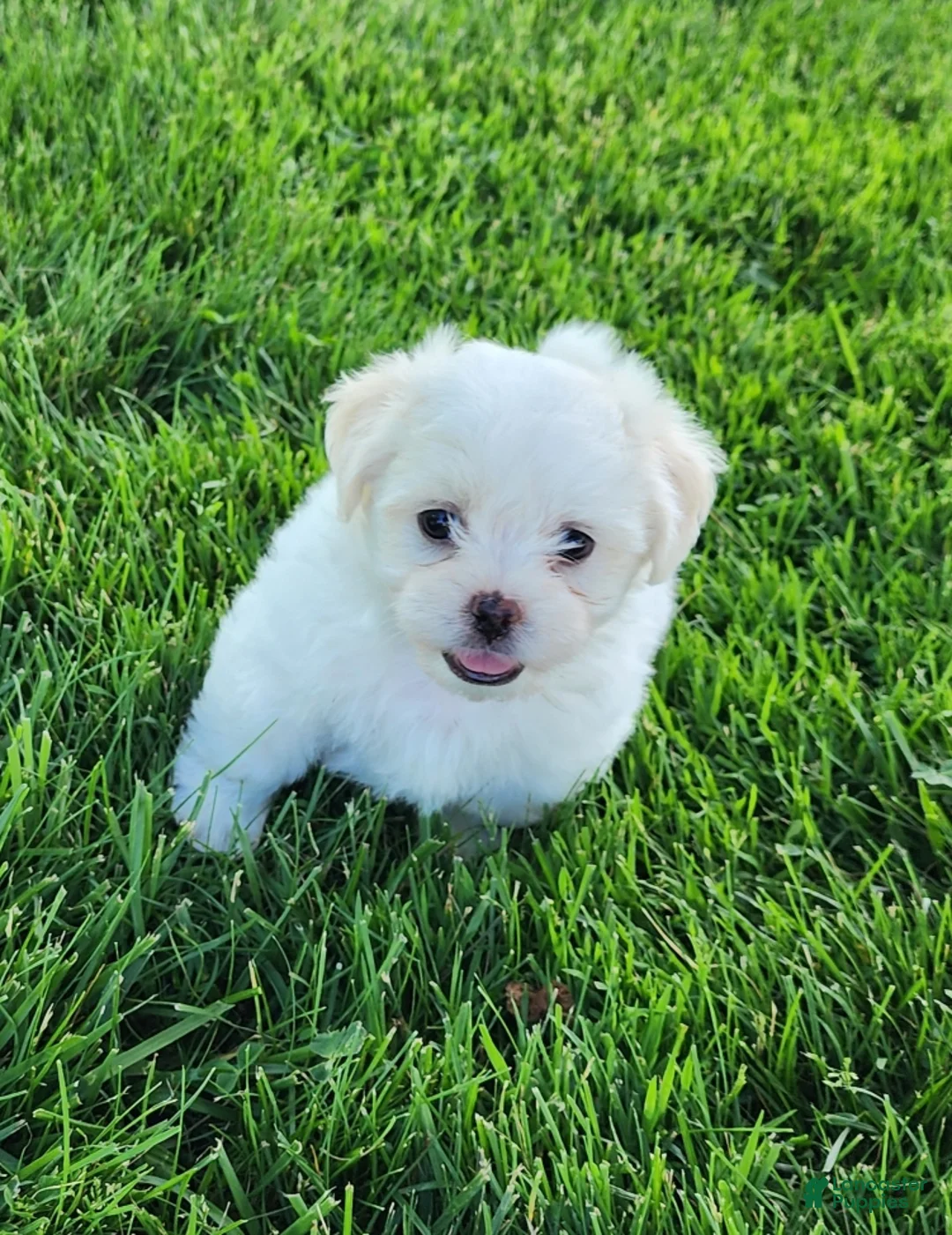 Teddy Bear dogs for sale: Bullet - Ad 1