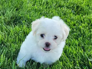 Teddy Bear dogs for sale: Bullet - Ad 3