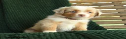 Miniature Australian Shepherd dogs for sale: Willow - Ad 4
