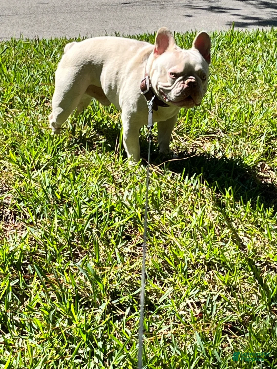 French Bulldog dogs for stud: Baby Ice  - Ad 2