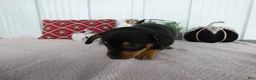 Chorkie dogs for sale: Chorkie 1 Woody - Ad 5