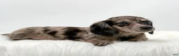 Dachshund dogs for sale: Zelda  - Ad 3