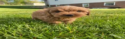 Cavapoo dogs for sale: Winston - Ad 8