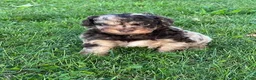 Aussiedoodle dogs for sale: Toffee Miniature Aussiedoodle  - Ad 6
