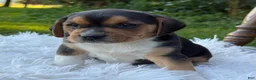Puggle dogs for sale: Paxton - Ad 3