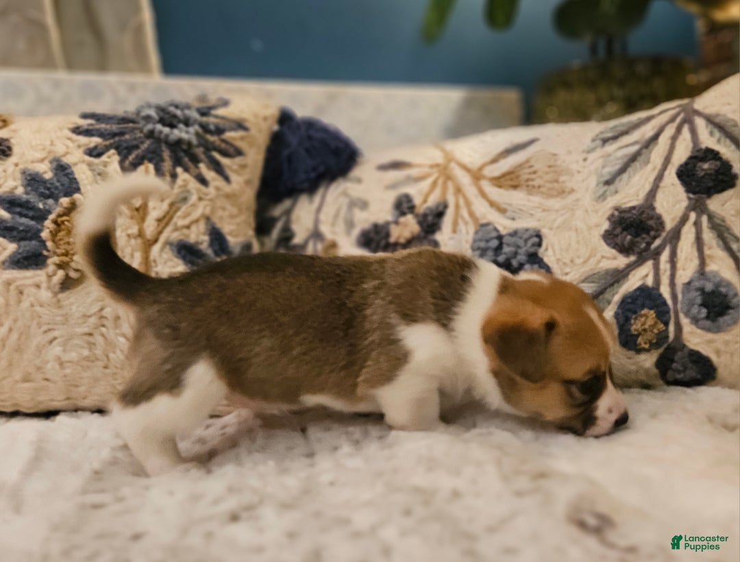 Mixed Breed dogs for sale: Coco - Ad 6