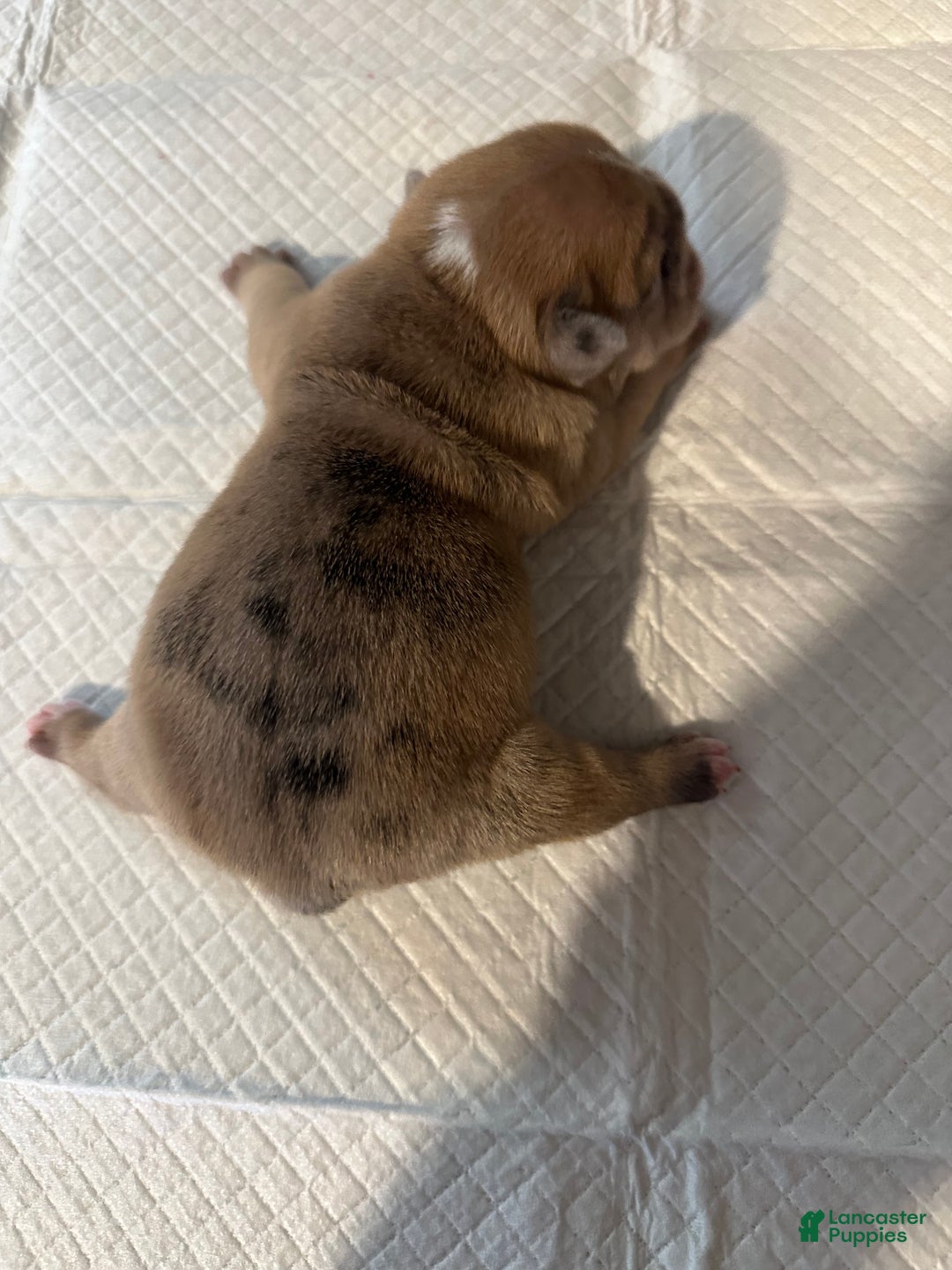 English Bulldog dogs for sale: Blue Fawn Merle Boy  - Ad 24