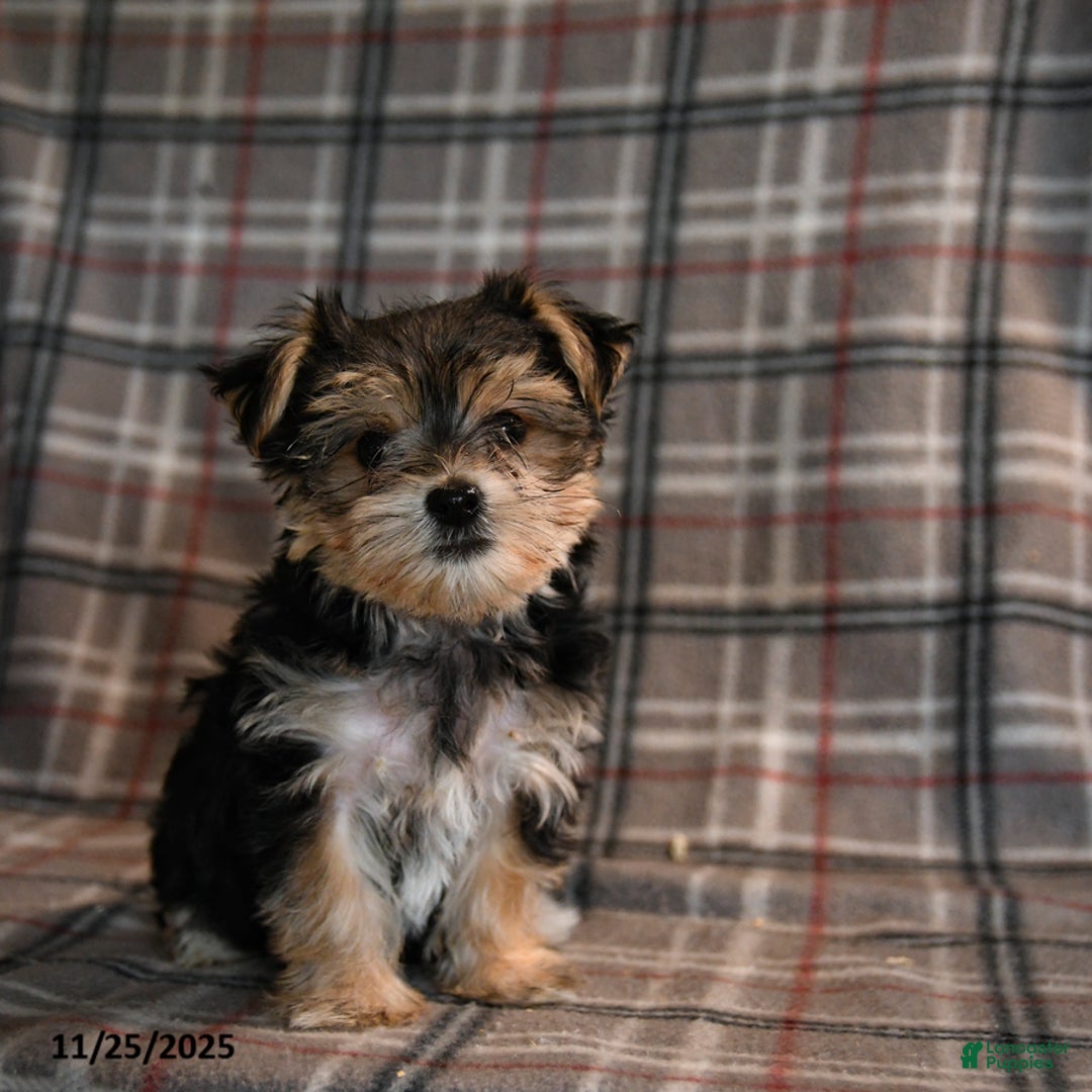 Morkie dogs for sale: Eve - Ad 5