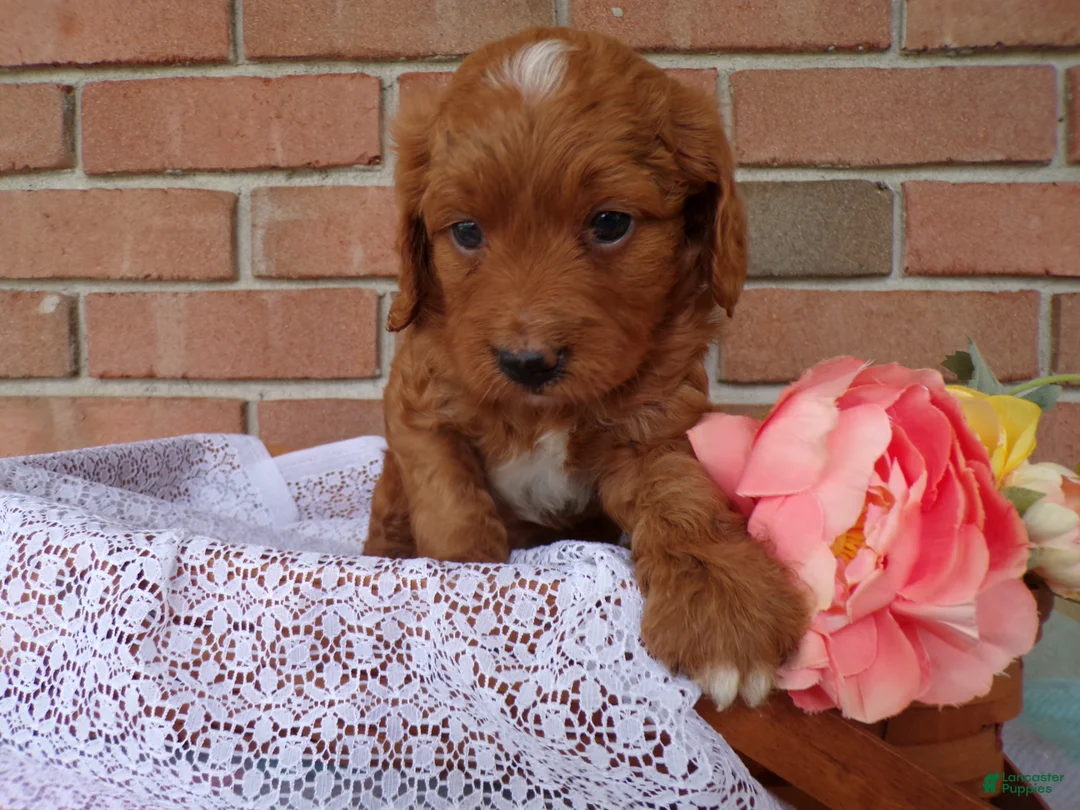 Cockapoo dogs for sale: Casper - Ad 2