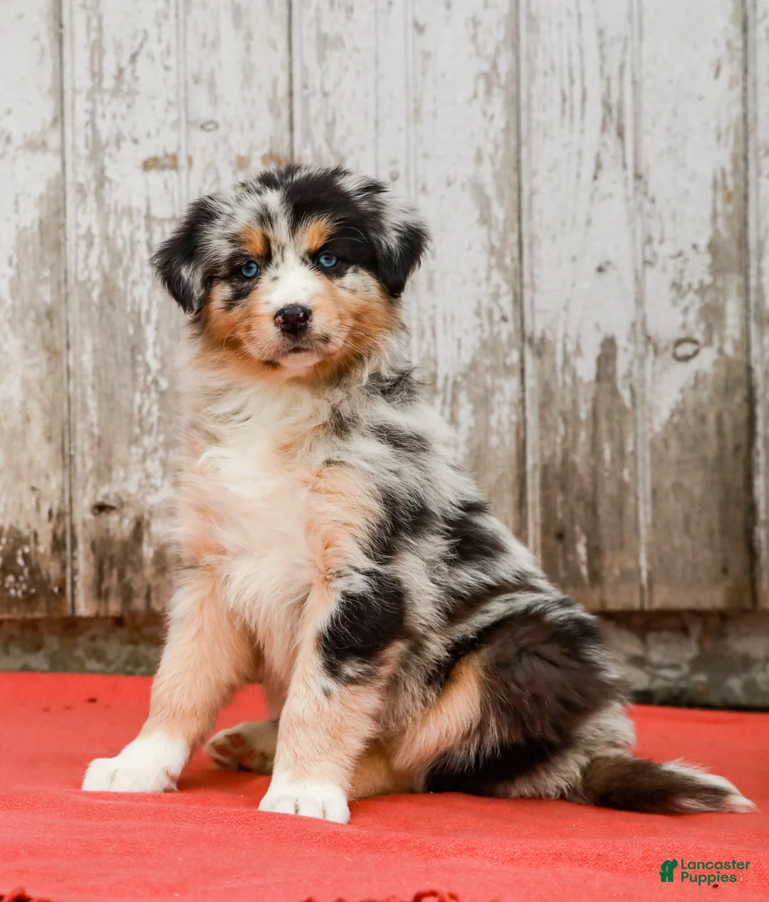 Australian Shepherd dogs for sale: Jimmy - Ad 1