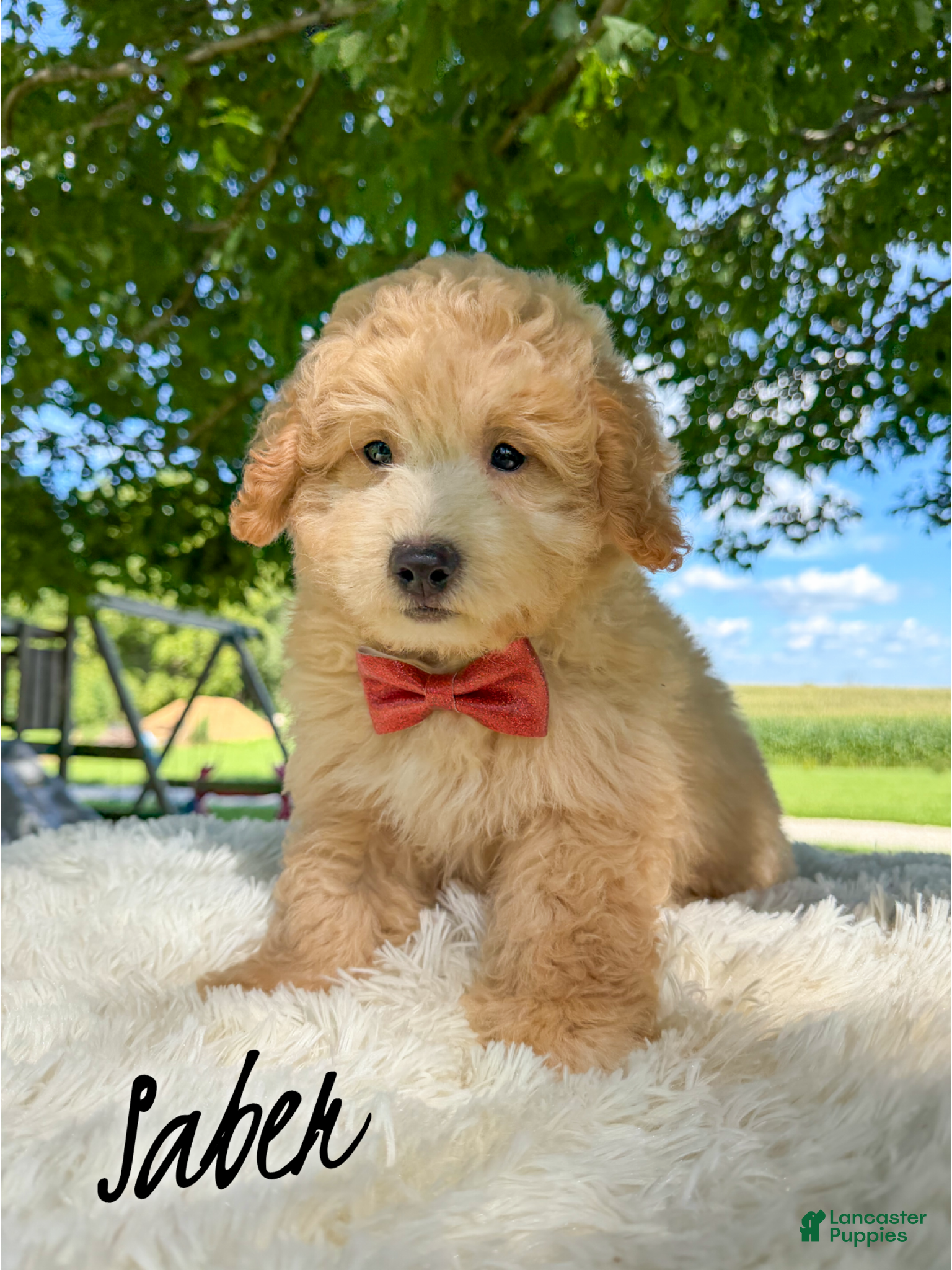 Mini Aussiedoodle dogs Saber - Micro Mini F1b - Ad 4