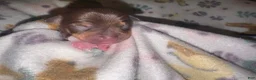 Chihuahua dogs for sale: Chihuahua 2 - Ad 8