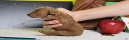 Mixed Breed dogs for sale: Seville - Ad 7