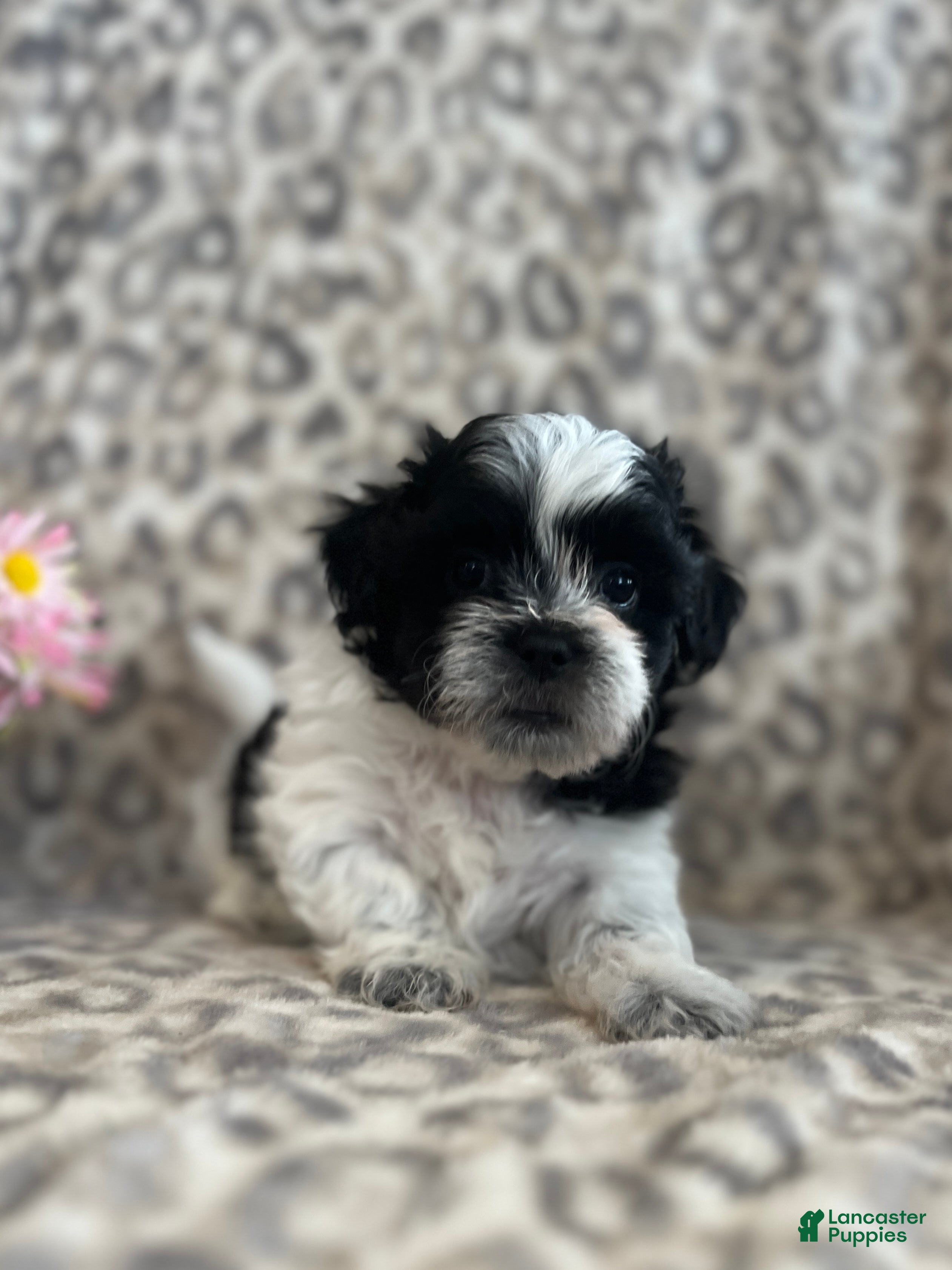 Teddy Bear dogs Teddy Bear Maverick - Ad 7