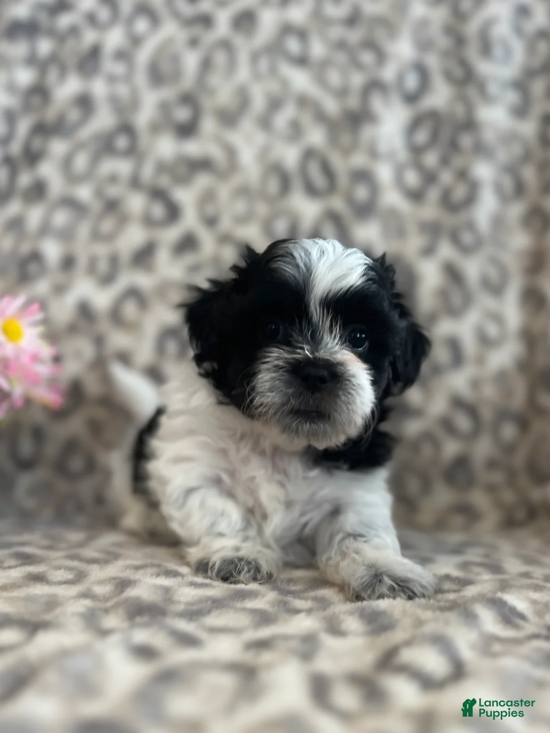 Teddy Bear dogs for sale: Teddy Bear Maverick - Ad 2