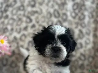 Teddy Bear dogs Teddy Bear Maverick - Ad 7