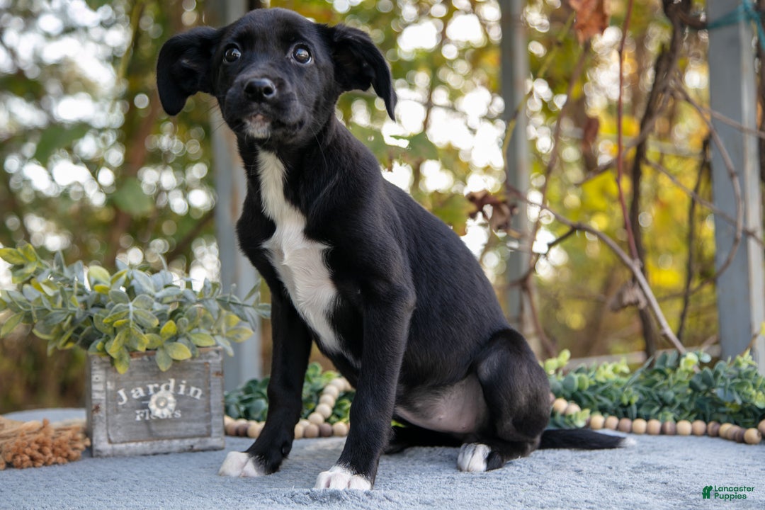 Mixed Breed dogs for sale: Destiny - Ad 2