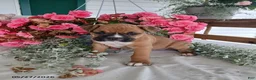 Boxer dogs for sale: Tanikka - Ad 3