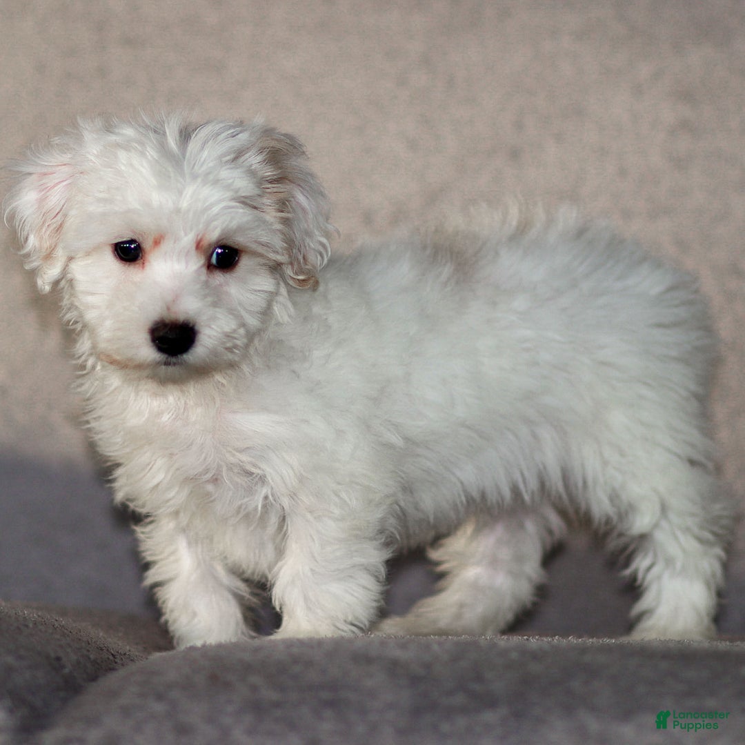 Maltipoo dogs for sale: Sarge - Ad 2