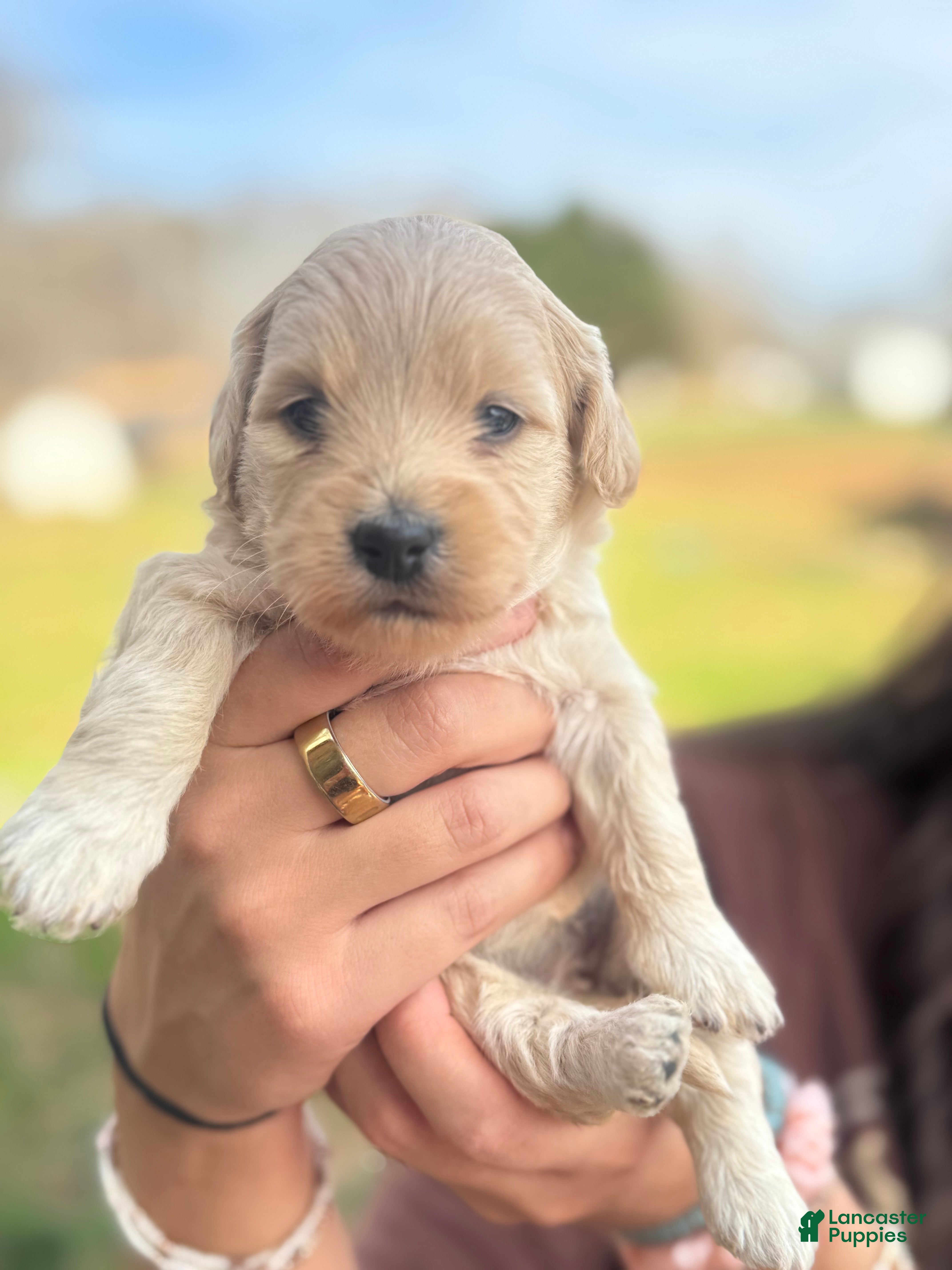 Mini Goldendoodle dogs Mini Goldendoodle Puppy 5 - Ad 24