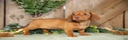 Miniature Dachshund dogs for sale: Anella - Ad 3
