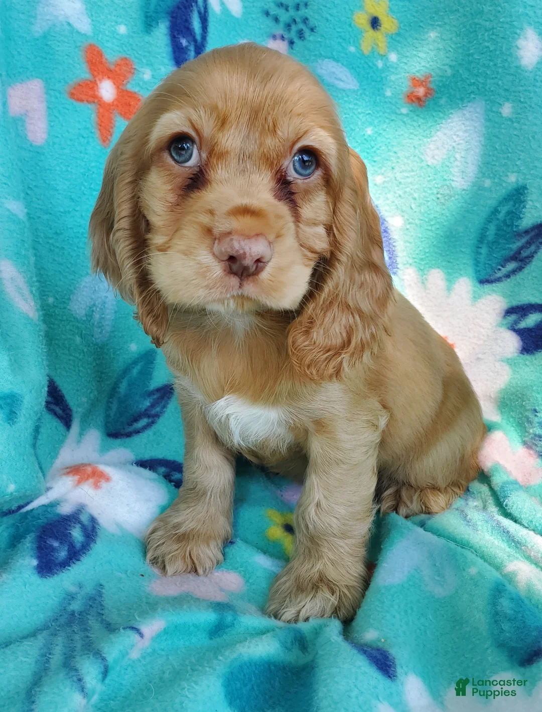 Cocker Spaniel dogs for sale: Harry - Ad 5