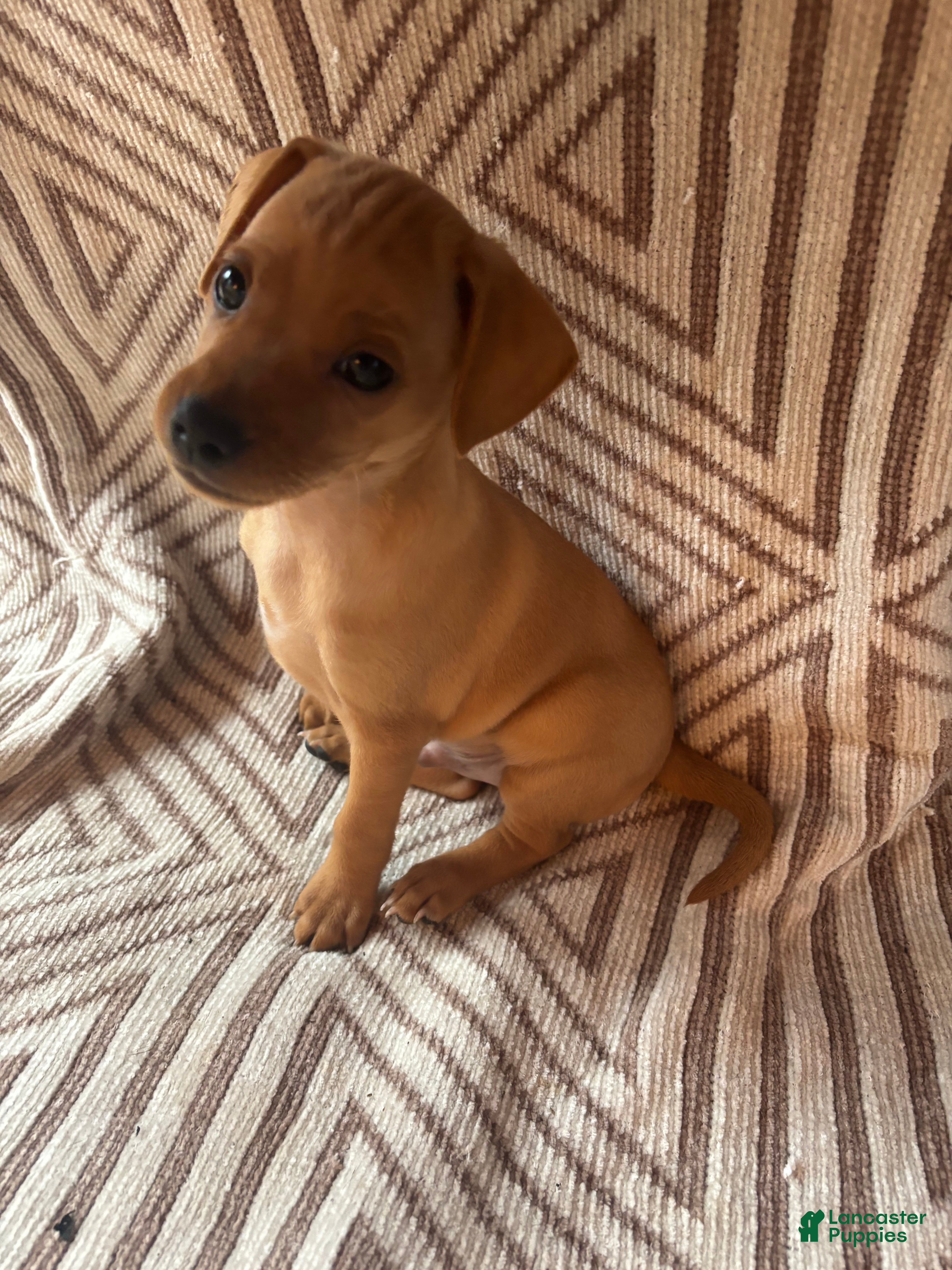 Miniature Pinscher dogs Miniature Pinscher 1 - Ad 1