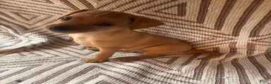 Miniature Pinscher 1