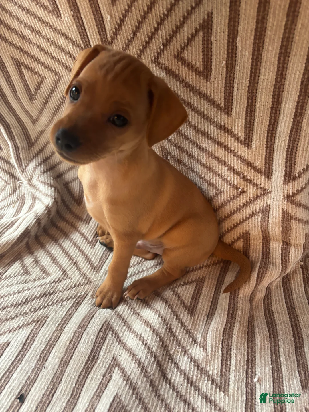 Miniature Pinscher dogs for sale: Miniature Pinscher 1 - Ad 1